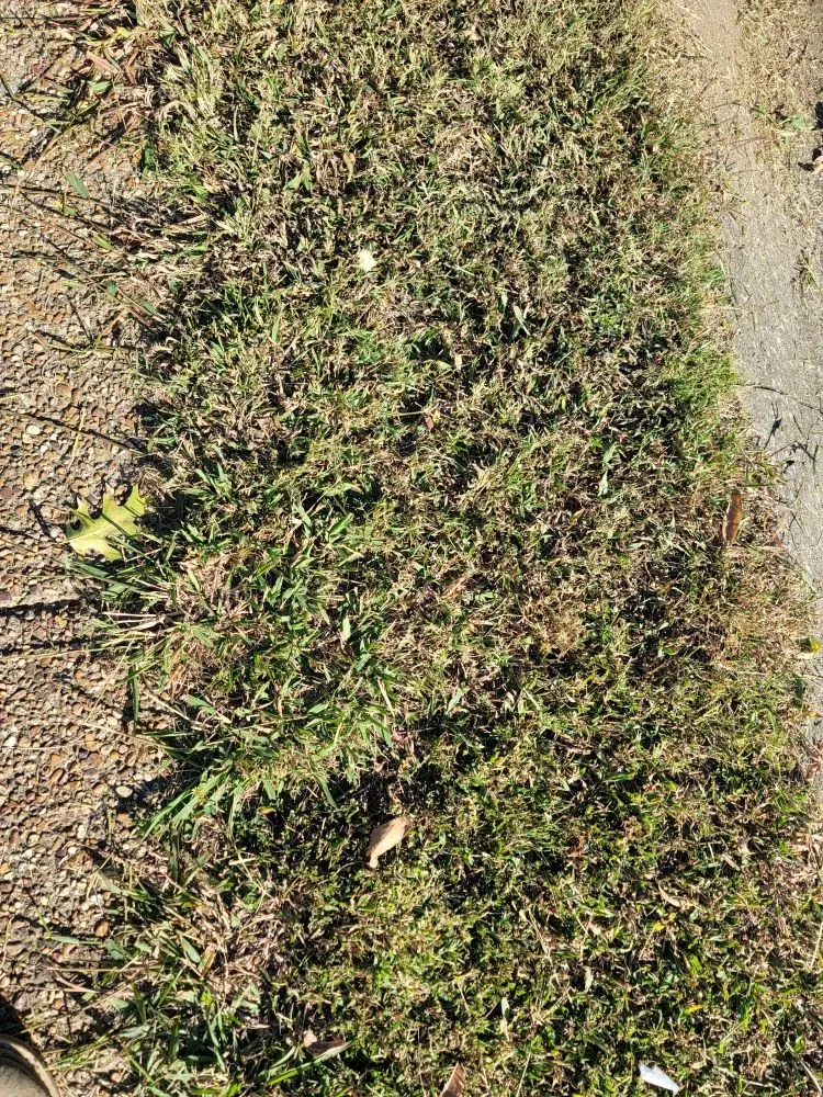 Trusted lawn mowing service in Murfreesboro, TN by Santys Lawncare