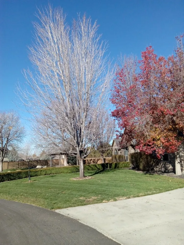 Reliable outdoor landscaping for beautiful yards across Kuna, ID - Sapphire Lawn Services