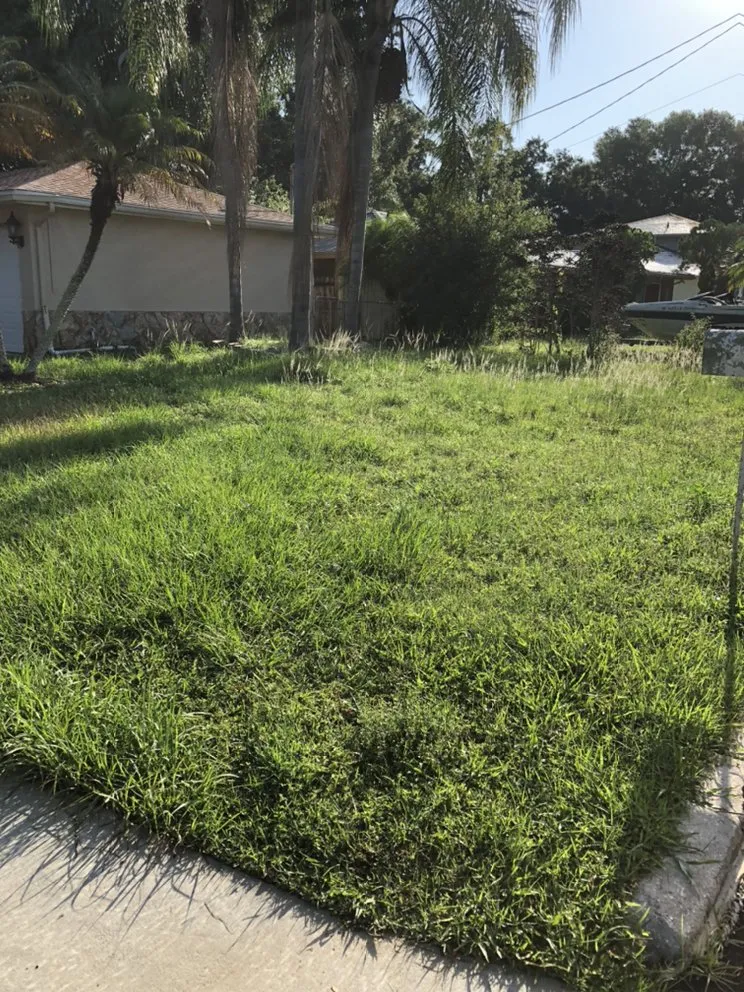 Affordable yard maintenance in Tampa, FL - Sapphire Lawncare