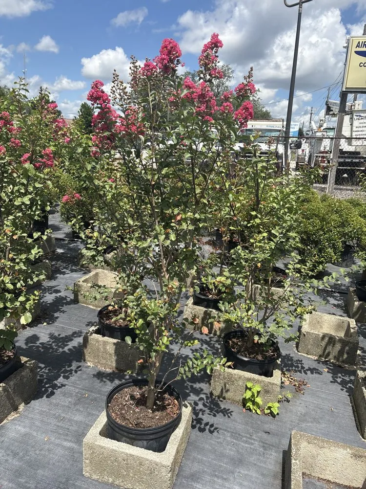 Affordable lawn care service in Sebring, FL by Sapp's property management