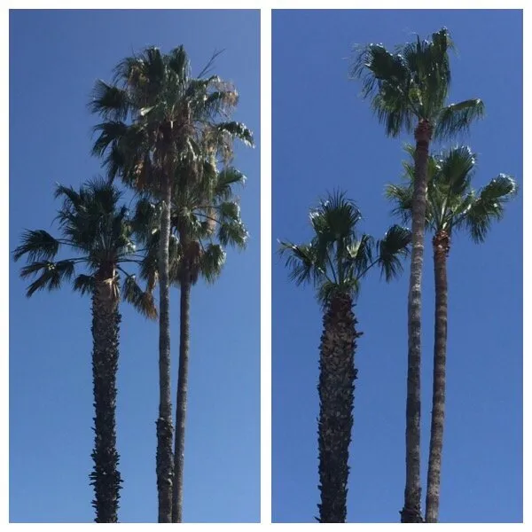 Affordable garden landscaping for homes in San Fernando, CA by Sapwood Tree Care And Landscape