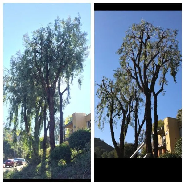 Trusted garden landscaping near you across San Fernando, CA - Sapwood Tree Care And Landscape