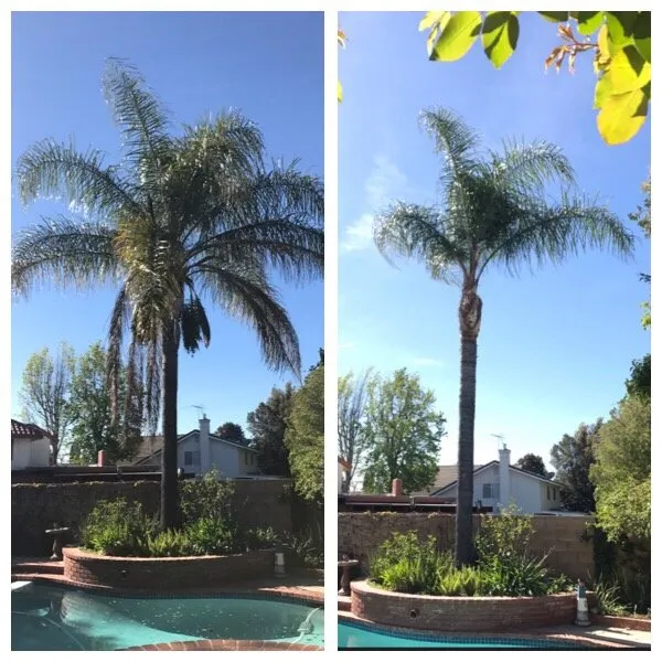Local lawn care service in San Fernando, CA - Sapwood Tree Care And Landscape