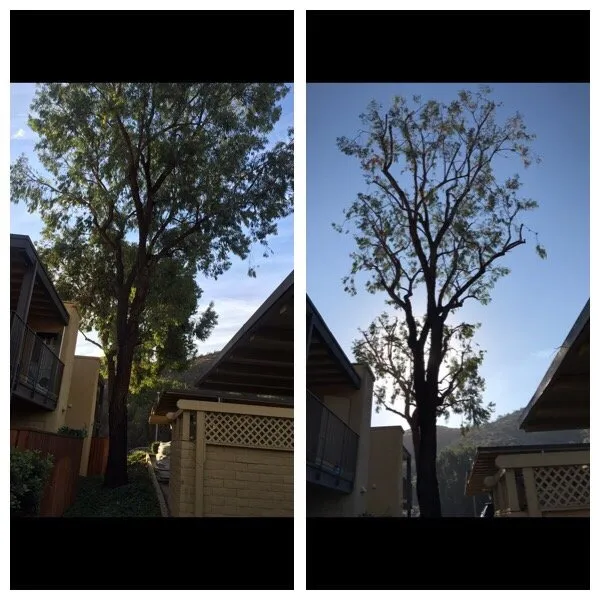 Custom outdoor landscaping with custom design across San Fernando, CA - Sapwood Tree Care And Landscape