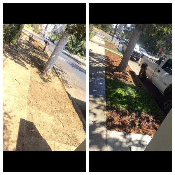 Expert landscaping services in San Fernando, CA by Sapwood Tree Care And Landscape