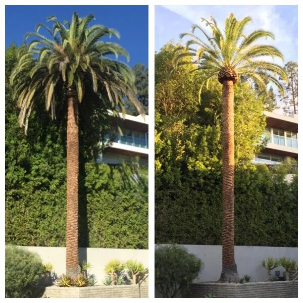 Local landscaping services in San Fernando, CA by Sapwood Tree Care And Landscape