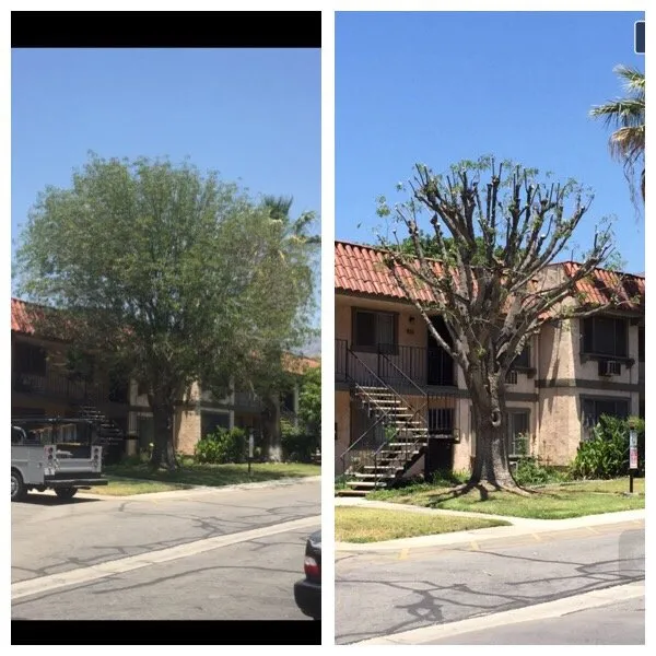 Top-rated landscaping services in San Fernando, CA - Sapwood Tree Care And Landscape