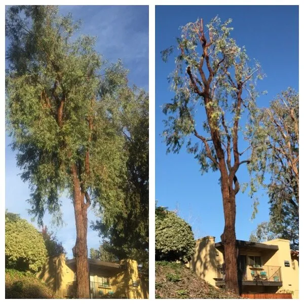 Custom residential landscaping experts serving San Fernando, CA - Sapwood Tree Care And Landscape