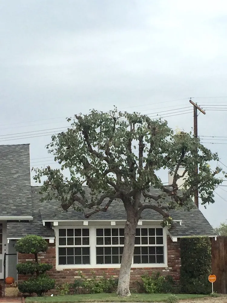 Custom lawn care service in San Fernando, CA by Sapwood Tree Care And Landscape