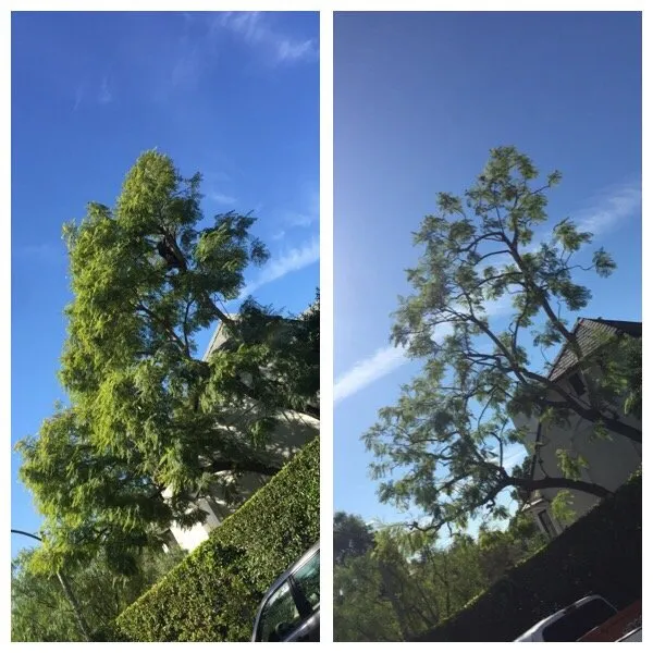 Custom lawn mowing service in San Fernando, CA by Sapwood Tree Care And Landscape