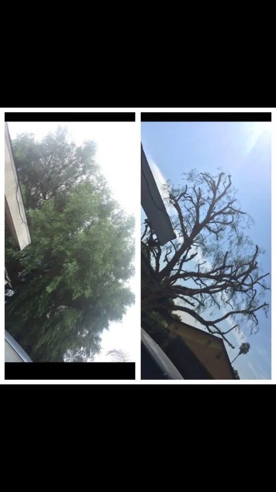 Trusted landscape installation in San Fernando, CA by Sapwood Tree Care And Landscape