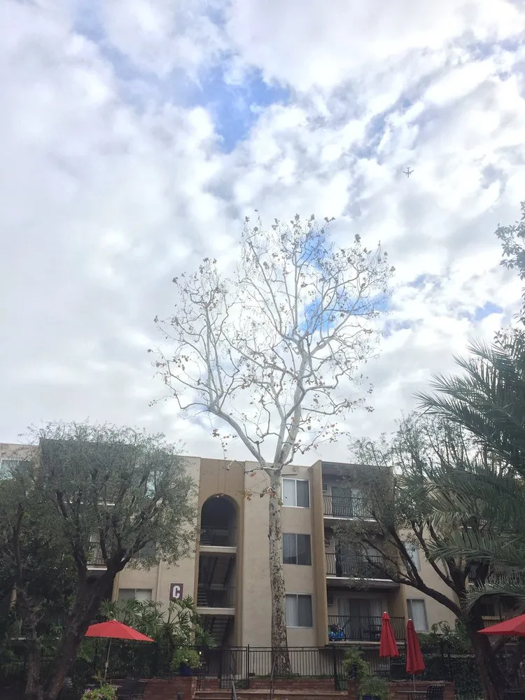 Reliable landscaping services for outdoor upgrades in San Fernando, CA by Sapwood Tree Care And Landscape