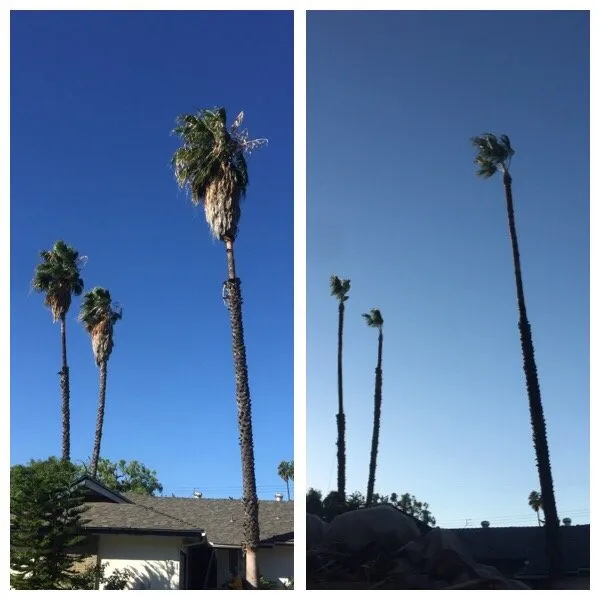 Affordable landscaping services experts serving San Fernando, CA - Sapwood Tree Care And Landscape