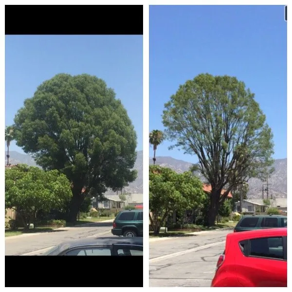 Reliable residential landscaping for year-round maintenance across San Fernando, CA - Sapwood Tree Care And Landscape