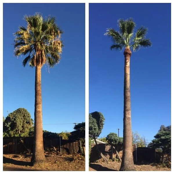 Expert landscaping services experts serving San Fernando, CA - Sapwood Tree Care And Landscape