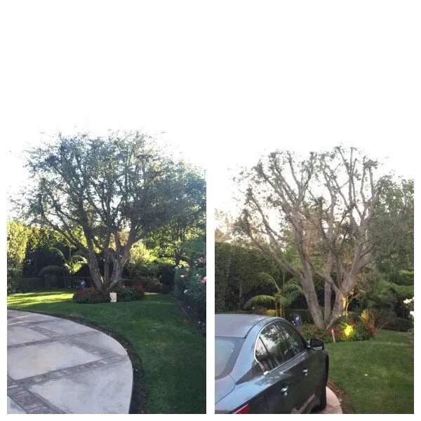 Top-rated landscape installation experts serving San Fernando, CA - Sapwood Tree Care And Landscape