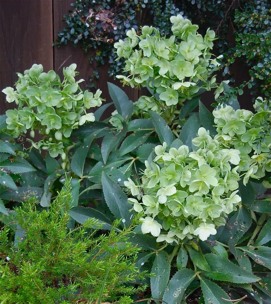 Custom yard maintenance in Berkeley, CA - Sarah Herman Landscape Design