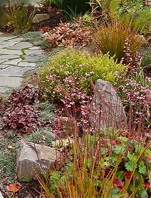 Trusted yard maintenance for homes across Berkeley, CA - Sarah Herman Landscape Design