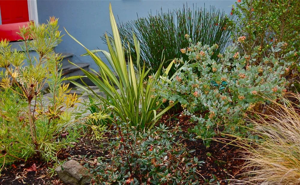 Local yard maintenance experts serving Berkeley, CA - Sarah Herman Landscape Design