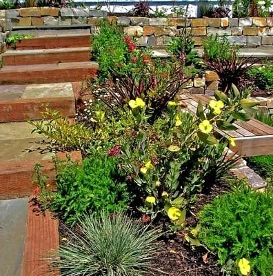 Expert outdoor landscaping for year-round maintenance in Berkeley, CA by Sarah Herman Landscape Design