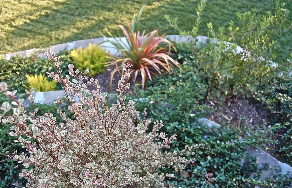 Affordable landscaping services for residential properties in Berkeley, CA by Sarah Herman Landscape Design