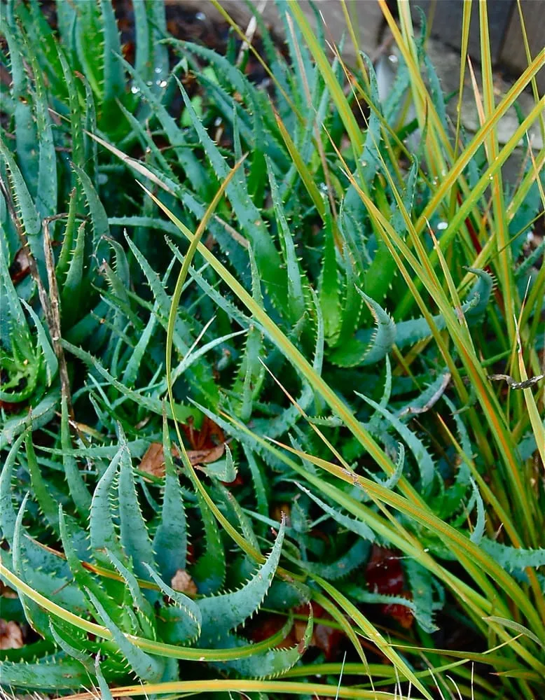 Top-rated outdoor landscaping in Berkeley, CA - Sarah Herman Landscape Design