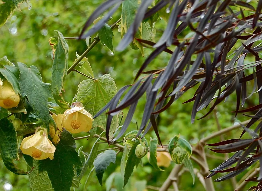 Reliable landscape design in Berkeley, CA by Sarah Herman Landscape Design