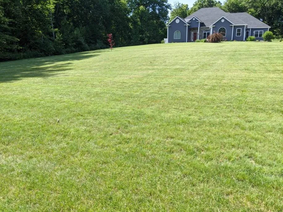 Affordable lawn mowing service for homes in New Haven, CT by Sarah Lam