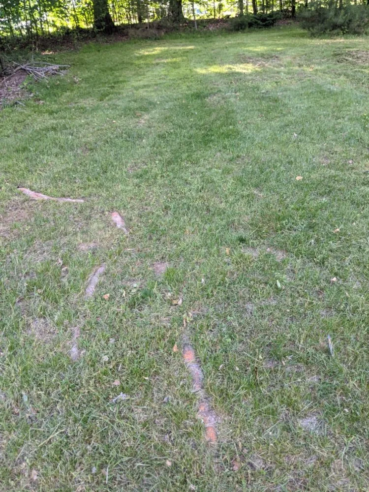 Local yard cleanup service for outdoor upgrades across New Haven, CT - Sarah Lam