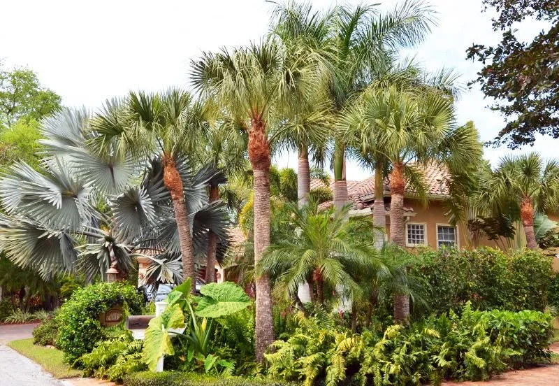 Trusted outdoor landscaping experts serving Sarasota, FL - Sarasota Arborist