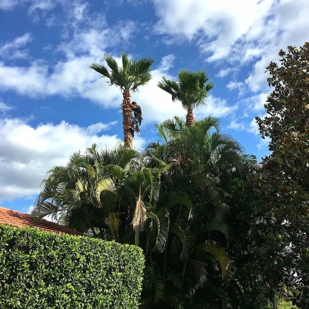 Top-rated landscaping services in Sarasota, FL - Sarasota Lawn & Landscaping