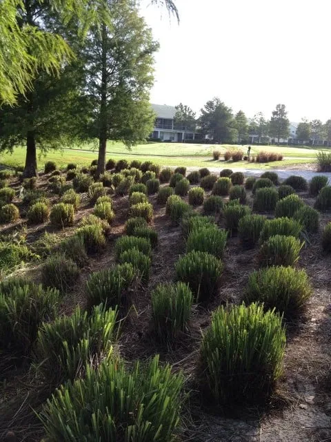 Local garden landscaping in Sarasota, FL - Sarasota Lawn Care Service