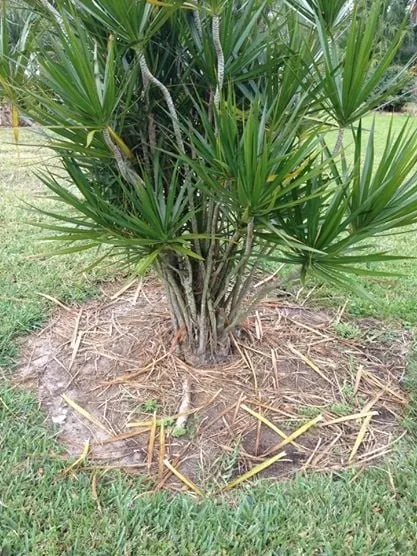 Local lawn care service experts serving Sarasota, FL - Sarasota Lawn Care Service