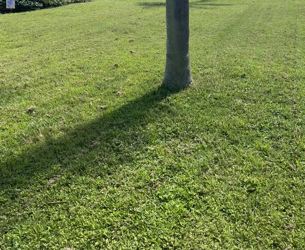 Top-rated landscaping services in Sarasota, FL - Sarasota Lawn Care Solutions