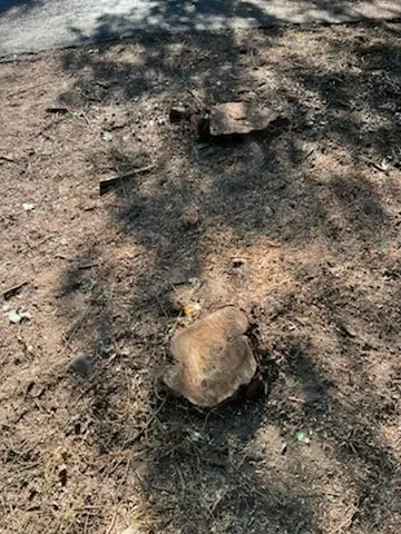 Trusted garden landscaping in Gaithersburg, MD by Saravia Landscaping Services