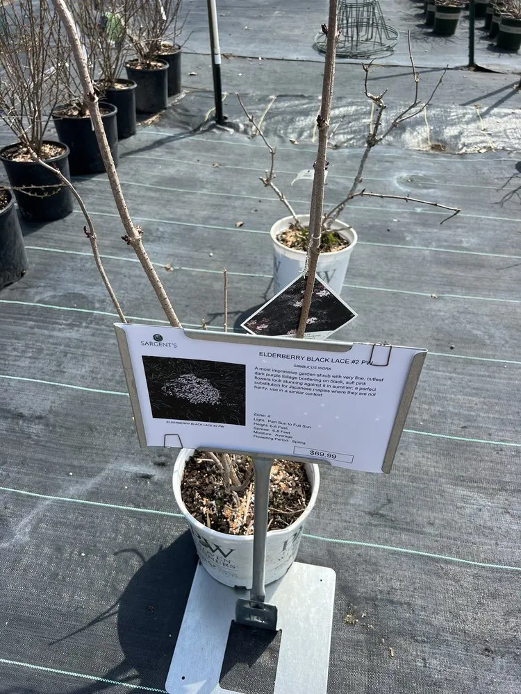 Professional yard maintenance in Rochester, MN - Sargent's Landscape & Nursery