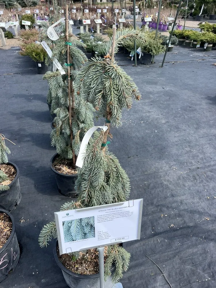 Custom landscape design for beautiful yards in Rochester, MN by Sargent's Landscape & Nursery