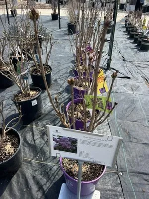 Sargent's Landscape & Nursery