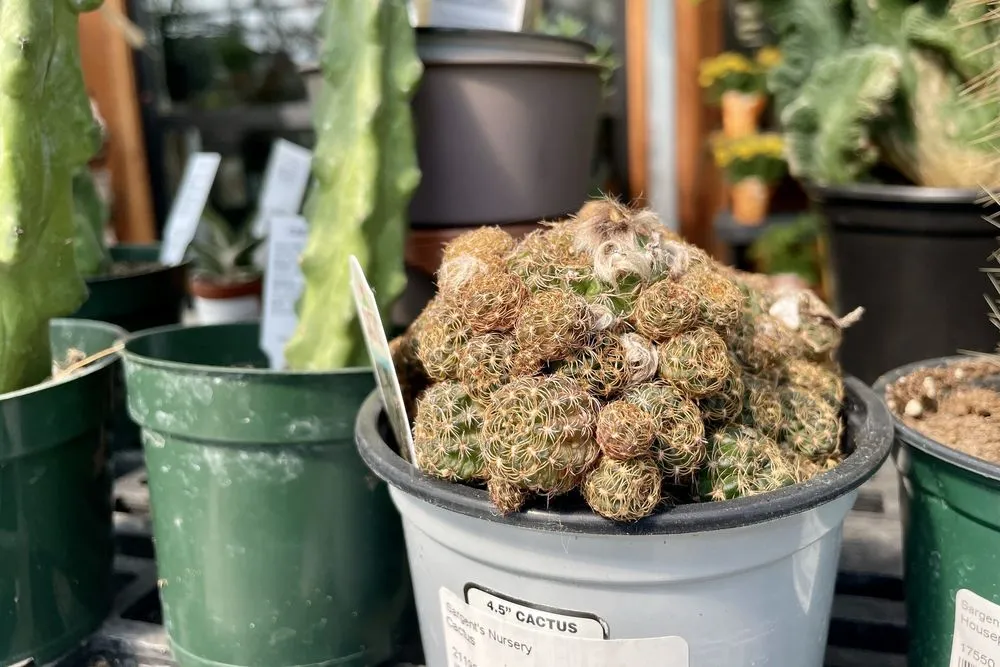 Local landscaping services in Red Wing, MN - Sargent's Nursery