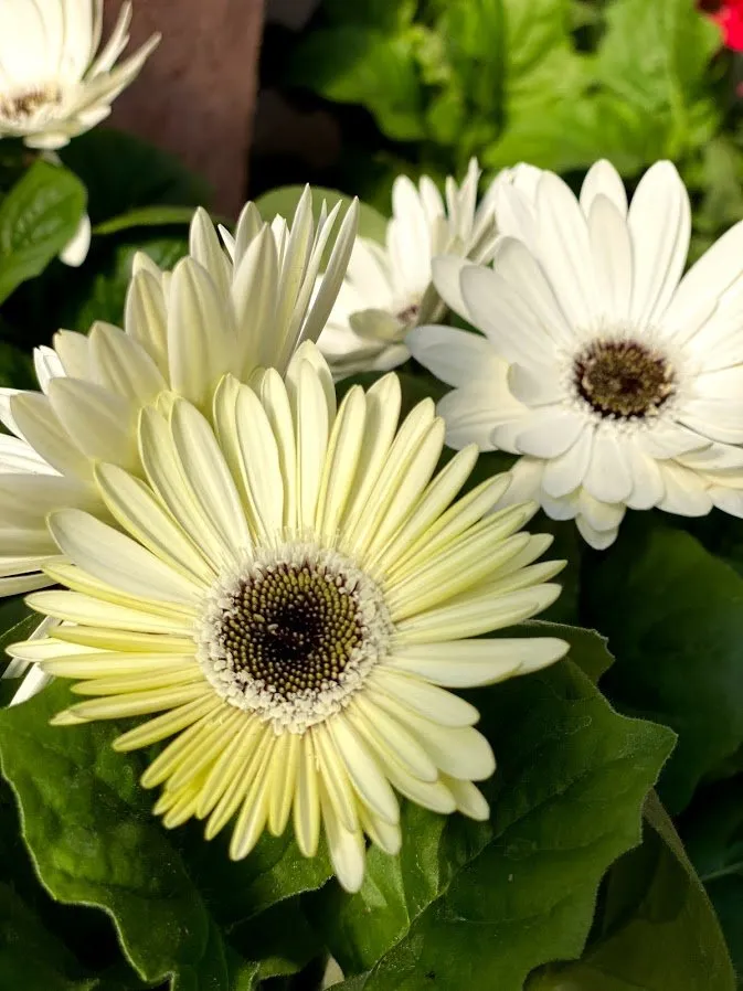 Professional yard cleanup service for year-round maintenance across Red Wing, MN - Sargent's Nursery