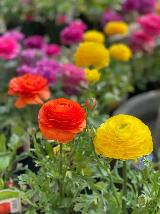 Trusted residential landscaping in Red Wing, MN by Sargent's Nursery