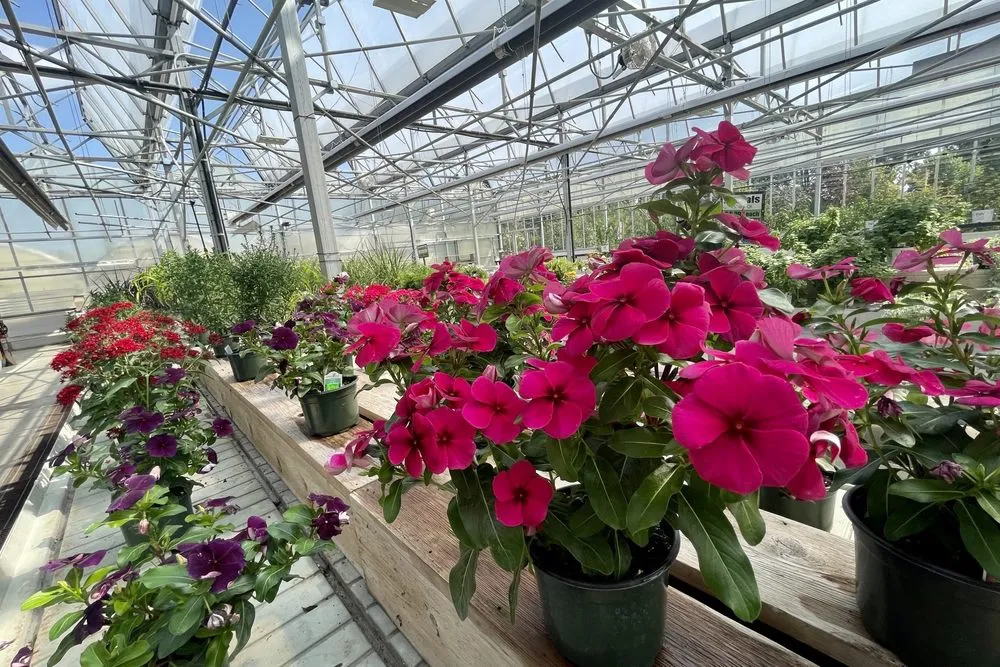 Trusted residential landscaping experts serving Red Wing, MN - Sargent's Nursery