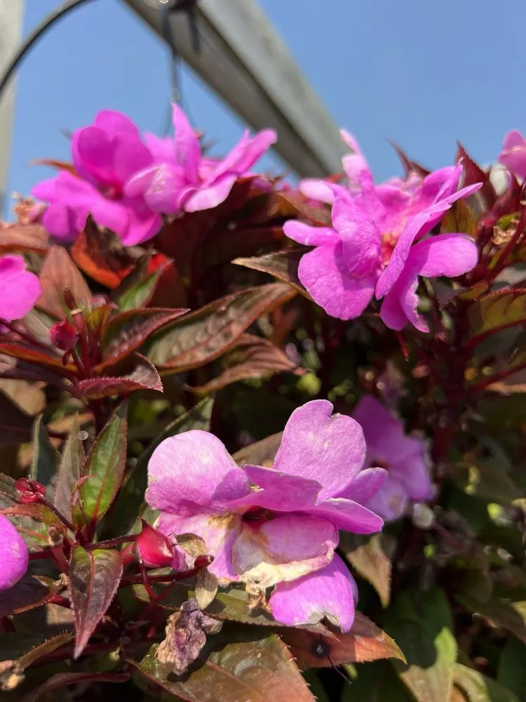 Affordable yard cleanup service in Rochester, MN by Sargent's On 2nd