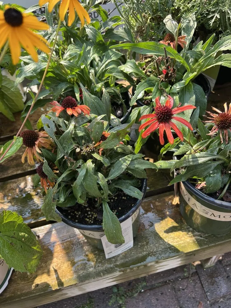 Top-rated yard maintenance for outdoor upgrades across Rochester, MN - Sargent's On 2nd