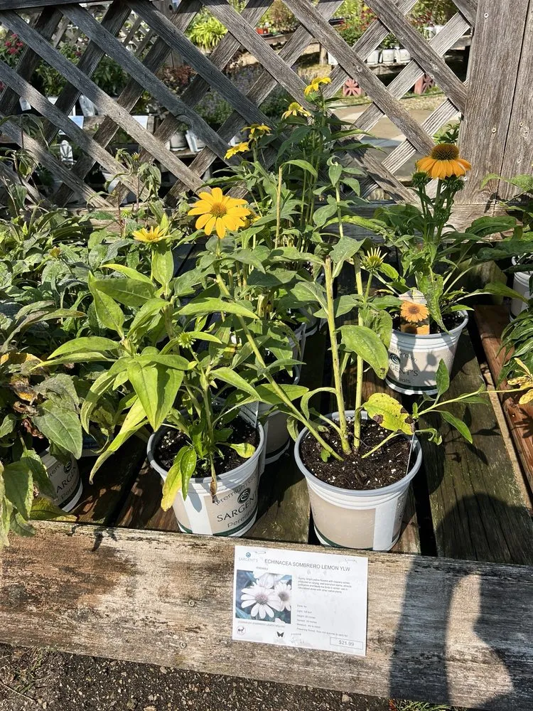 Local lawn care service in Rochester, MN - Sargent's On 2nd