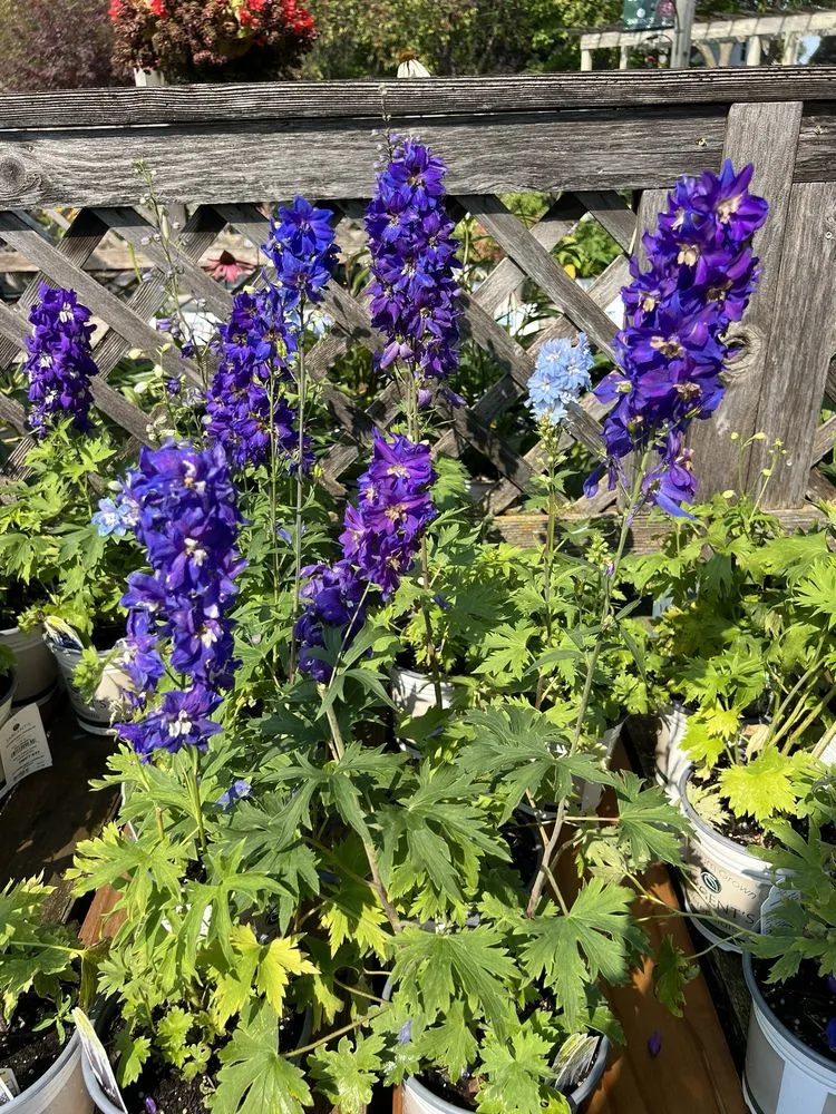 Custom yard maintenance near you in Rochester, MN by Sargent's On 2nd