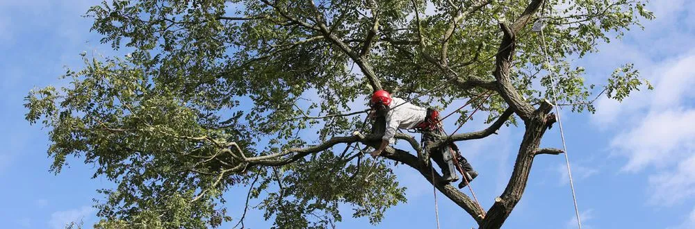 Local landscaping services for year-round maintenance across Millington, TN - Sarges Lawn Care