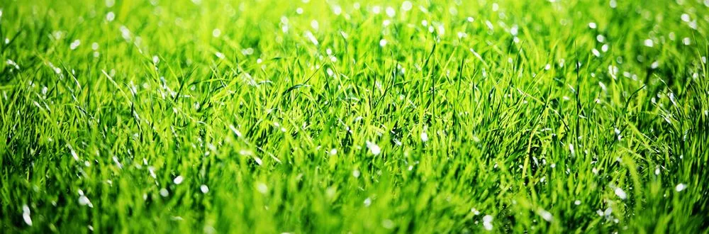 Reliable garden landscaping for beautiful yards across Millington, TN - Sarges Lawn Care