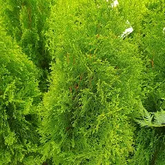 Professional lawn care service in Cantonment, FL by Sasquatch Land & Lawn