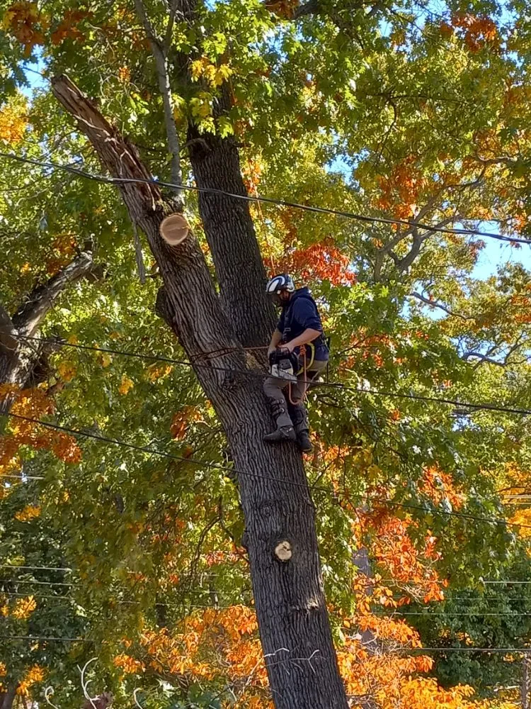 Affordable yard maintenance for homes in Knox, IN by Sasquatch Property Maintenance